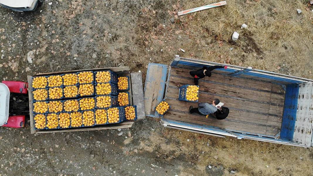 Çiftçi isyanda: Üreticide kilosu 25 lira, markette 80 lira! Yaş ve kuru olarak tüketilebiliyor 1